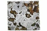 Seymchan Pallasite Meteorite Slice ( g) - Russia #305571-1